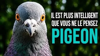 Miniature : Symbole De La Paix Ou Rat Volant — Toute La Vérité Sur Les Pigeons | Documentaire Animalier