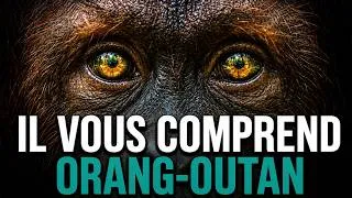 Miniature : L’Homme De La Forêt : La Vérité Sur L’ORANG-OUTAN Que La Jungle Cache