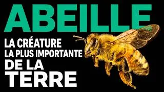 Miniature : LES ABEILLES : La CRÉATURE La Plus IMPORTANTE De La PLANÈTE — ANALYSE COMPLÈTE !