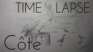 Miniature : [TIMELAPSE]  Dessin de côte avec pélican