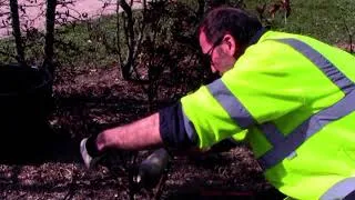 Miniature : Fin d'hiver à la roseraie de Saint Galmier - Taille des rosiers mars 2021