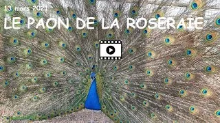 Miniature : Le Paon de la Roseraie 13 mars 2021
