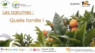 Miniature : Conférence : Les Agrumes - Franck CURK