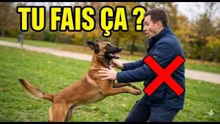 Miniature : Ton Malinois est incontrôlable ? Voici pourquoi (et comment le calmer)