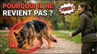 Miniature : Berger Allemand qui n’obéit pas ? Le vrai problème (et comment le corriger rapidement)