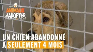 Miniature : Un chien abandonné à seulement 4 mois