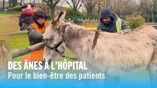 Miniature : Des ânes à l'hôpital pour le bien-être des patients