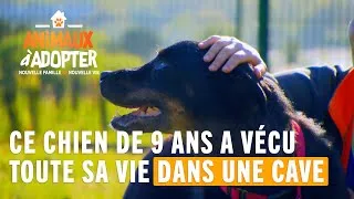 Miniature : Ce chien de 9 ans a vécu toute sa vie dans une cave