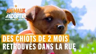 Miniature : Des chiots de 2 mois abandonnés dans la rue - Animaux À Adopter