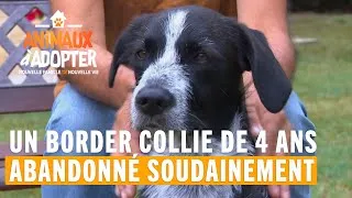Miniature : Un abandon très difficile - Animaux À Adopter
