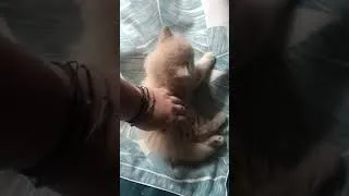 Miniature : Moment tendresse avec mon chaton British Longhair