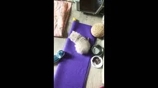 Miniature : Je vous fais découvrir mes petits chatons 🥰