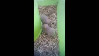 Miniature : Mon incroyable SURPRISE