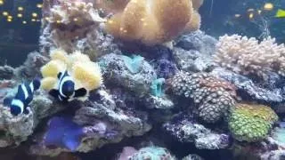 Miniature : Aquarium Récifal  Eau de Mer RED SEA 600L