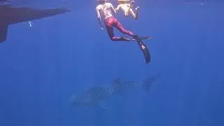Miniature : Requin Baleine