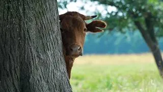 Miniature : Les animaux : La vache