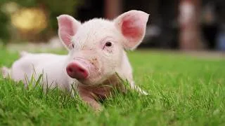 Miniature : Les animaux : Le cochon