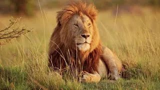 Miniature : Les animaux : Le lion