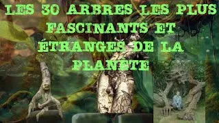 Miniature : Les 30 Arbres les Plus Fascinants et Étranges de la Planète 🌍 - Nature à Découvrir
