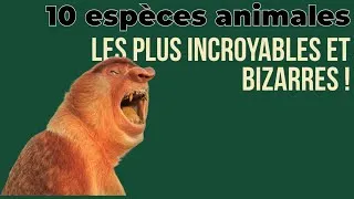 Miniature : TOP 10 des Animaux les Plus INCROYABLES et BIZARRES ! 🐉🦈