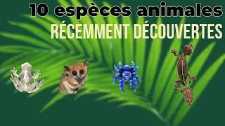 Miniature : Top 10 des espèces animales INCROYABLES découvertes récemment ! 🔍🐾 (#5 va vous surprendre