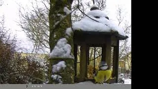 Miniature : Oiseaux hiver 2025 sous les flocons de neige Mésanges Rouge gorge et Merle 💚🐦❄️