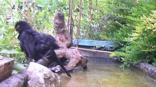 Miniature : Drôle d'attitude des oiseaux dans le bain 🐦 💦🐈💚  2026