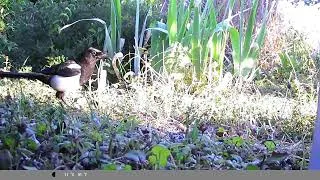 Miniature : Divers oiseaux dans l'herbe se nourrissent 🐦💚ASMR