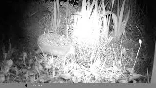 Miniature : Hérisson et chat se promènent la nuit dans le jardin 🦔😺🌃