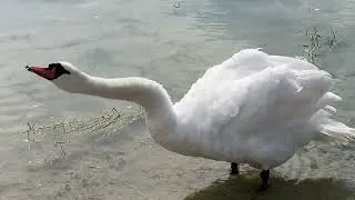 Miniature : Les Cygnes passent une bonne partie de leur temps à se toiletter et à lisser leurs plumes 🦢💚