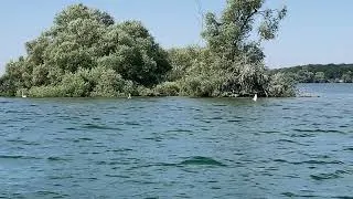 Miniature : Cygnes près de l'ilot sur le lac  🦢💚