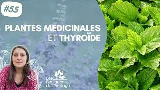 Miniature : Plantes médicinales et thyroïde