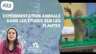 Miniature : Expérimentation animale dans les études sur les plantes