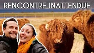 Miniature : Des vaches des Highlands PARTOUT ! L'ÉCOSSE EN FOURGON AMÉNAGÉ, épisode N°24