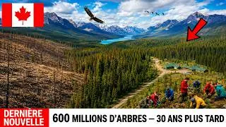 Miniature : Il y a 30 ans, le Canada a planté 600 MILLIONS d'arbres dans des forêts mortes. Le résultat va vous
