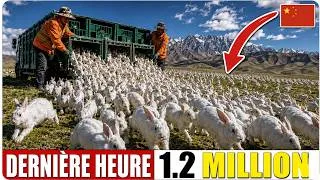 Miniature : La Chine a relâché 1,2 million de lapins dans un désert mort  Le résultat a stupéfié les biologistes