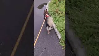 Miniature : Max et Moi nous vous alertons et appelons à la vigilance face à ces fortes chaleurs et aux orages !