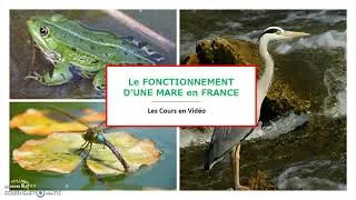 Miniature : Le FONCTIONNEMENT d'une MARE