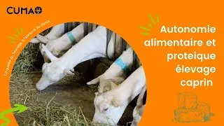 Miniature : Autonomie alimentaire et proteique élevage caprin