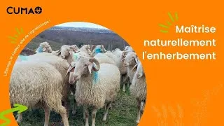 Miniature : Maîtrise naturellement l'enherbement