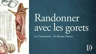 Miniature : Randonner avec les gorets | Les Darwinistes