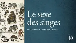 Miniature : Le sexe des singes | Les Darwinistes