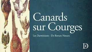 Miniature : Canards sur Courges | Les Darwinistes