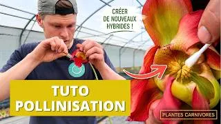 Miniature : J'essaie de créer une NOUVELLE Plante Carnivore Monstrueuse 👽 (Résultat final dans 4 ans)