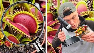 Miniature : 5 Minutes pour Explorer les Secrets de cette Plante Carnivore (la Dionée) 🔬