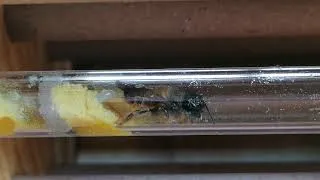 Miniature : Abeille maçonne pond un œuf dans le Dorlotoir