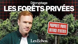 Miniature : Le business méconnu des forêts privées