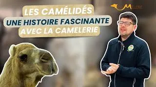 Miniature : Chameaux, Dromadaires, Alpagas... La camelerie nous dit tout sur les camélidés !