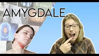 Miniature : Amygdale? La définition dans "Les sciences et moi"