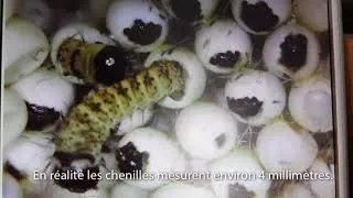 Miniature : Éclosion de Bombyx eri sous microscope